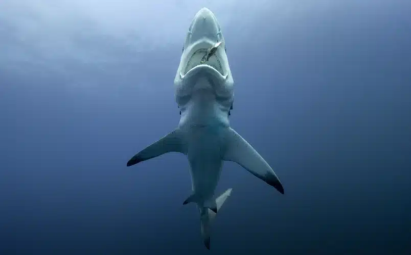The Ultimate Shark Package Aliwal Shoal - Scuba Diving - Blacktip Shark Bellow View