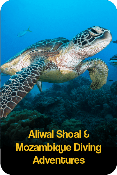 AliwalMozambique