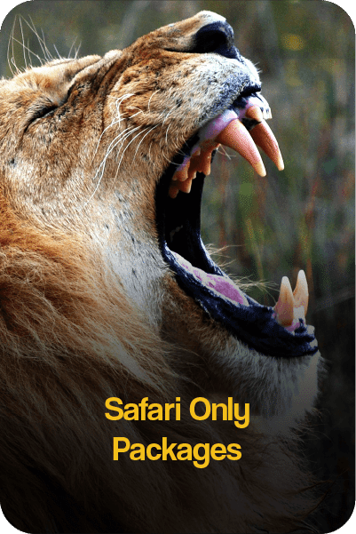 Safari