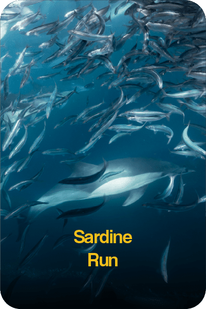SardineRunMain Annual sardine Run Package for Scuba Divers