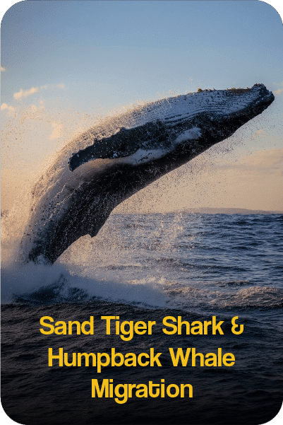 WhaleMigrationMain