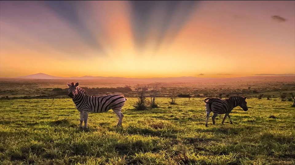 ZebraSunset