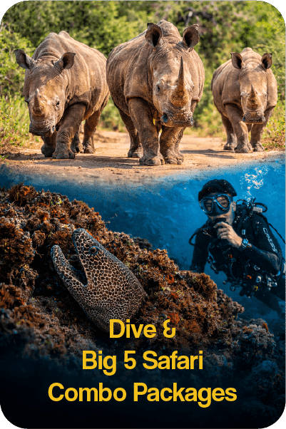 divebig5safaricombo African Big 5 Safari and Scuba Diving Combo packages