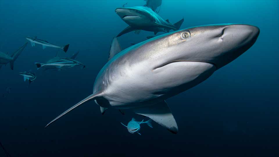 oceanicBlacktipShark01