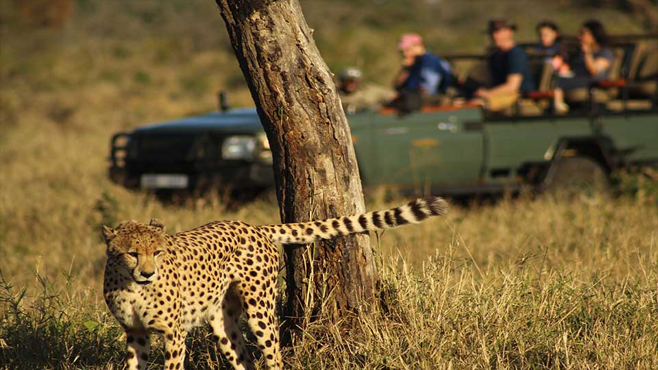 safariCheetah