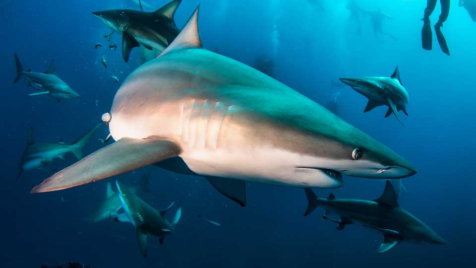 shark_diving