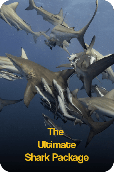 ultimateSharkMain